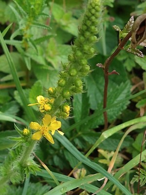 photo of Agrimony