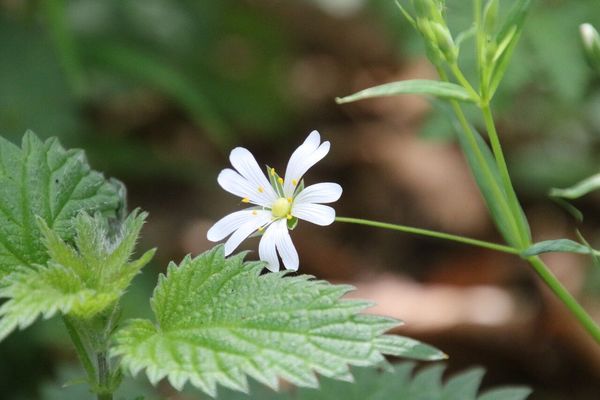 photo of Greater Stitchwort