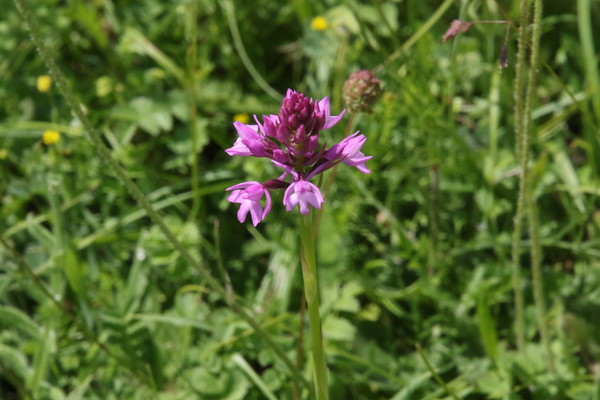 photo of Pyramidal Orchid