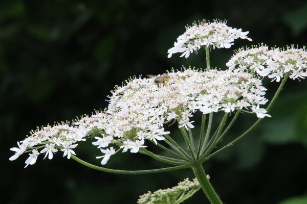 photo of Hogweed