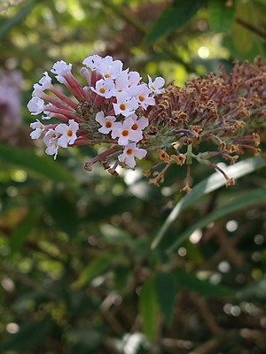 photo of Butterfly Bush