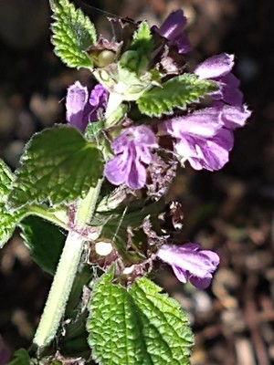 photo of Black Horehound