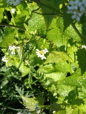 photo of Garlic Mustard