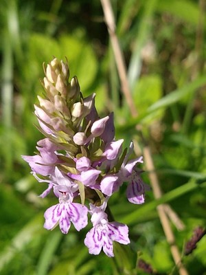 photo of Common Spotted Orchid