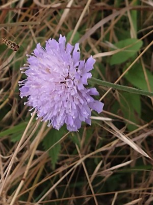 photo of Field Scabious