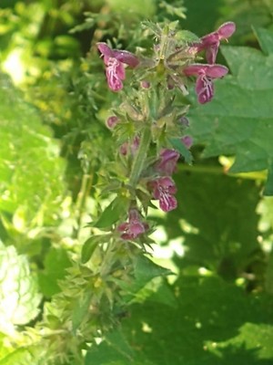 photo of Hedge Woundwort