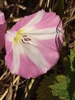 photo of Field Bindweed