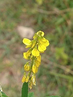 photo of Ribbed Melilot