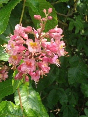 photo of Red Horsechestnut