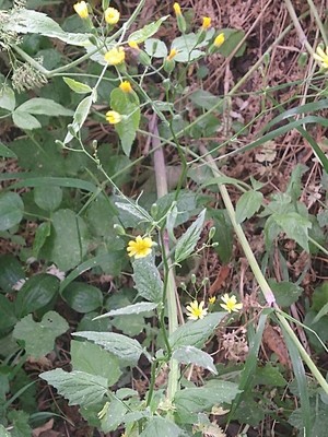 photo of Nipplewort
