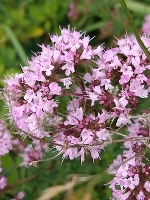 photo of Wild Marjoram
