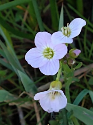 photo of Cuckoo Flower