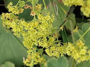 photo of Garden Lady's Mantle