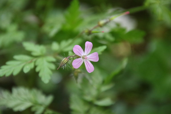 photo of Herb Robert