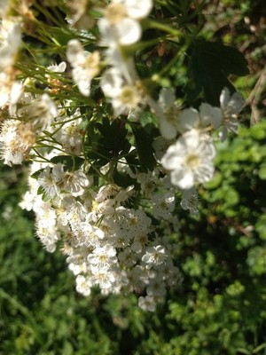 photo of Hawthorn