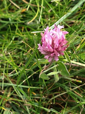 photo of Red Clover