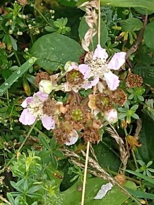 photo of Elm Leaved Bramble