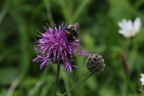 photo of Greater Knapweed