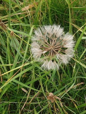 photo of Goat's Beard