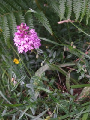 photo of Pyramidal Orchid