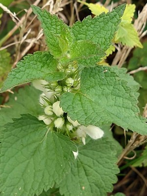 photo of White Dead Nettle