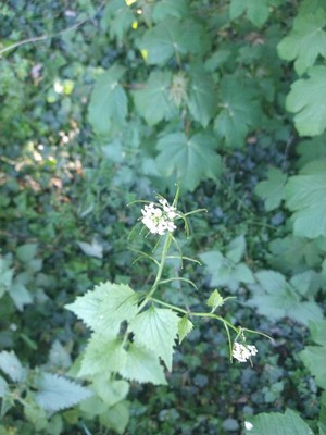 photo of Garlic Mustard