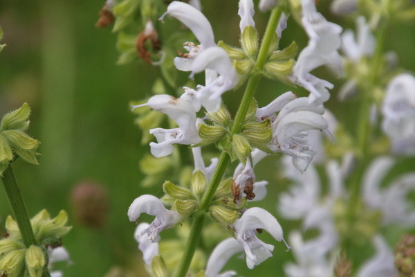 photo of Meadow Clary