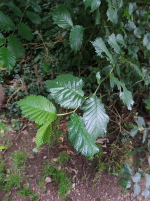 photo of Field Elm
