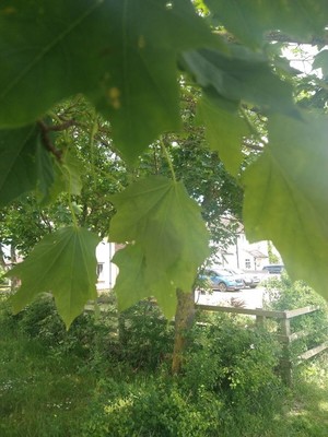 photo of Norway Maple