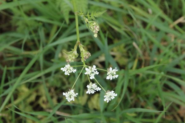 photo of Cow Parsley