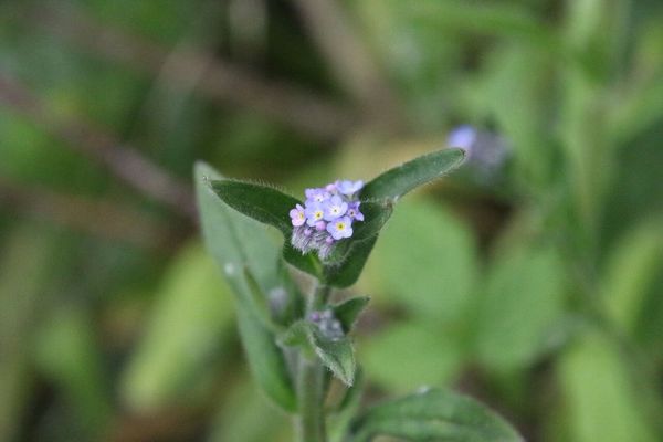 photo of Field Forget Me Not