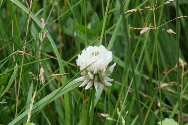 photo of White Clover