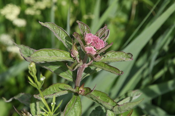 photo of Hemp Agrimony