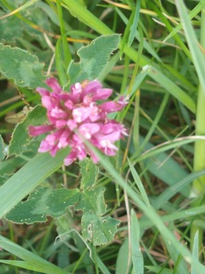 photo of Red Clover