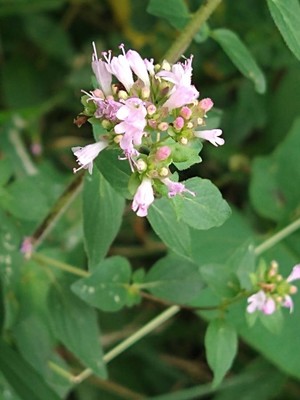 photo of Wild Marjoram
