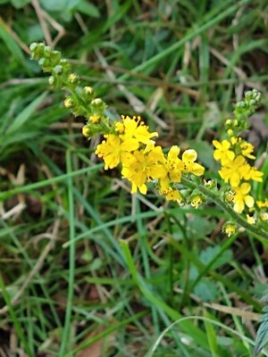photo of Agrimony