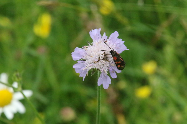 photo of Field Scabious