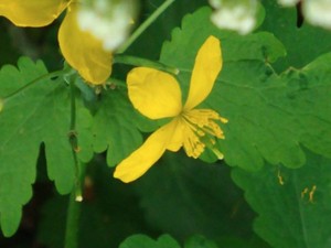 photo of Greater Celandine