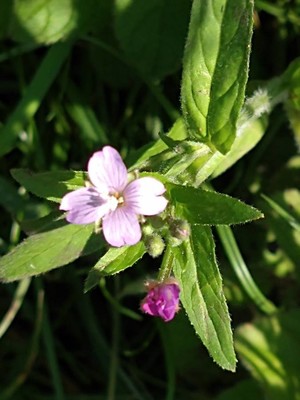 photo of Hoary Willowherb