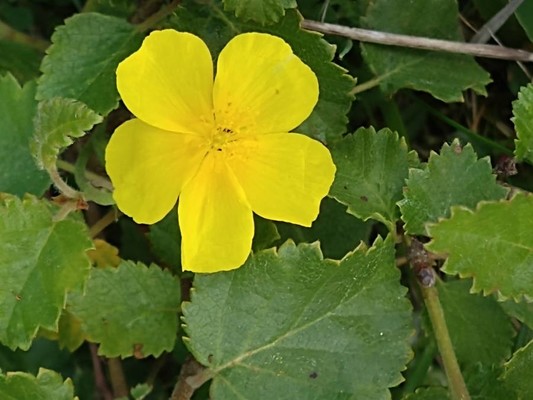 photo of Common Rockrose