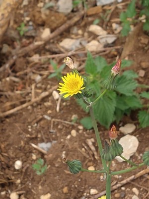 photo of Smooth Sow Thistle