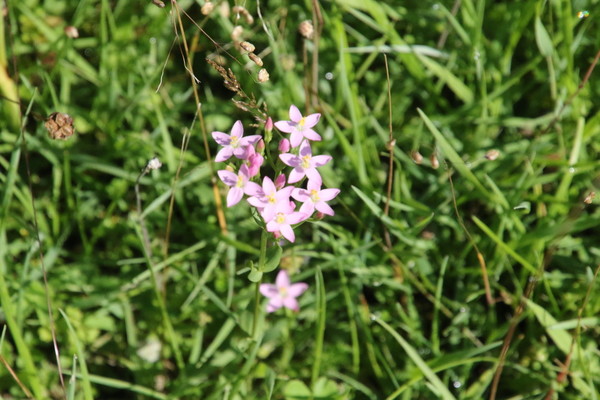 photo of Common Centaury