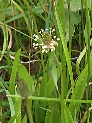 photo of Ribwort Plantain