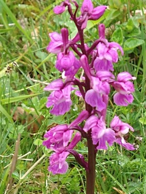 photo of Early Purple Orchid