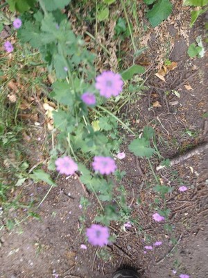photo of Hedgerow Crane's Bill