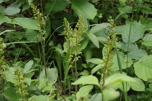 photo of Common Twayblade