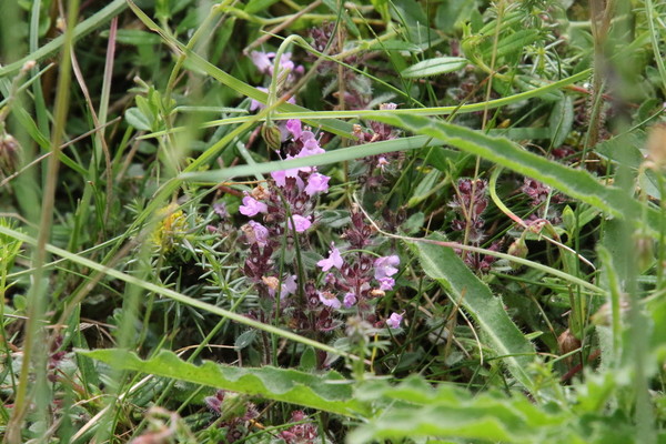 photo of Wild Thyme