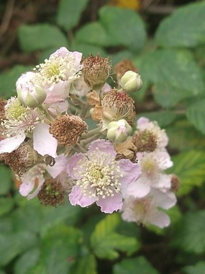 photo of Elm Leaved Bramble