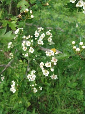 photo of Hawthorn