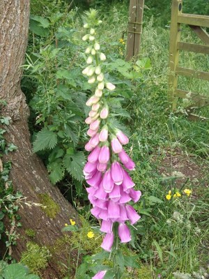 photo of Foxglove